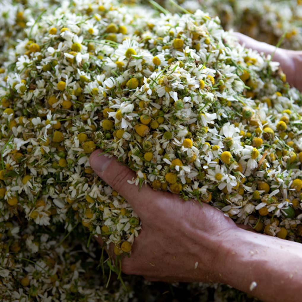 nachhaltigkeit_the_nature_network_2@2x